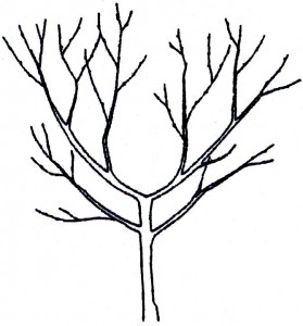 General Care of Fruit Trees