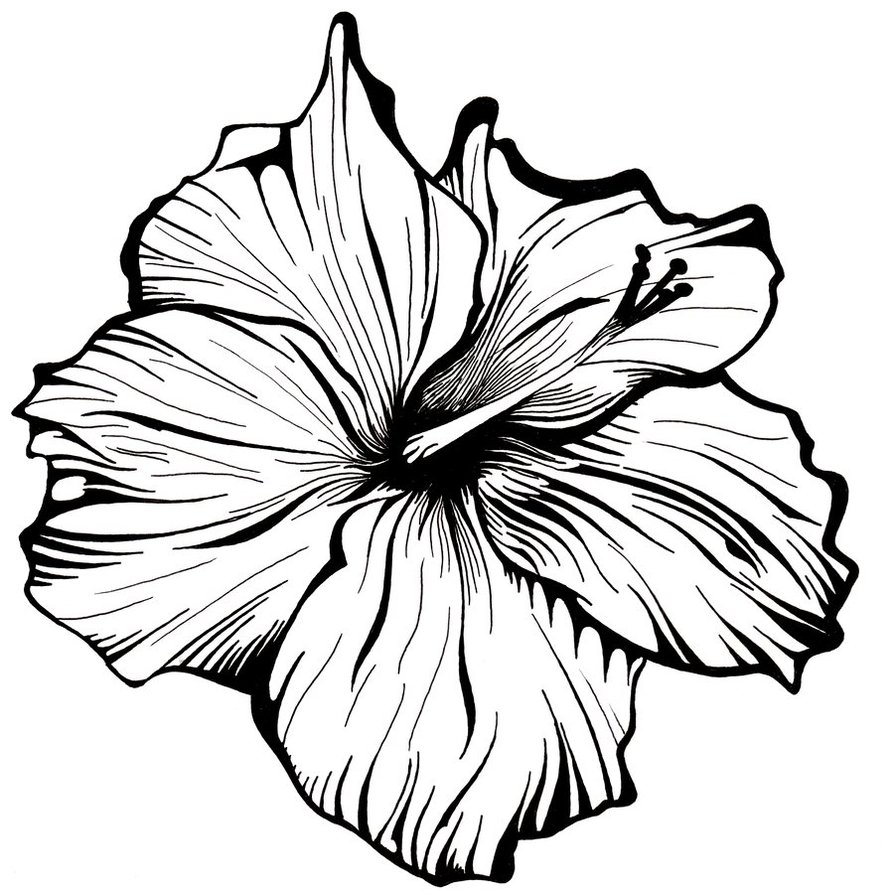 Flower Line Drawing - ClipArt Best