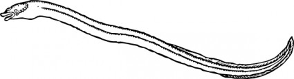 Eel clip art Vector clip art - Free vector for free download