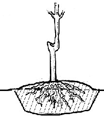 tree.jpg