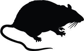 Rat Silhouette | Silhouette of Rat