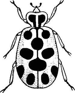 Lady Bug Clip Art