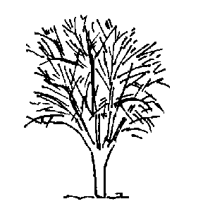 Successful Gardening in Mountain Lakes