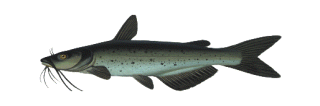 ARIZONA AQUACULTURE IMAGES