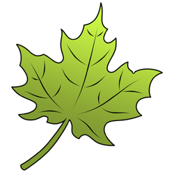 How to Draw a Leaf
