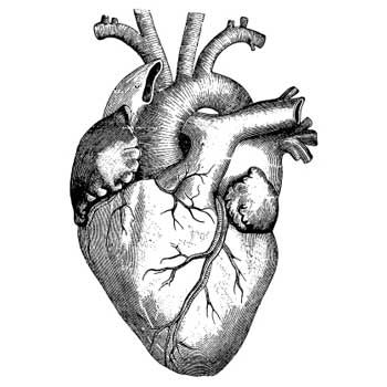 Human Heart Tattoo | Skulls And ...