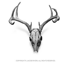 Whitetail Deer Skull Drawings | Design images
