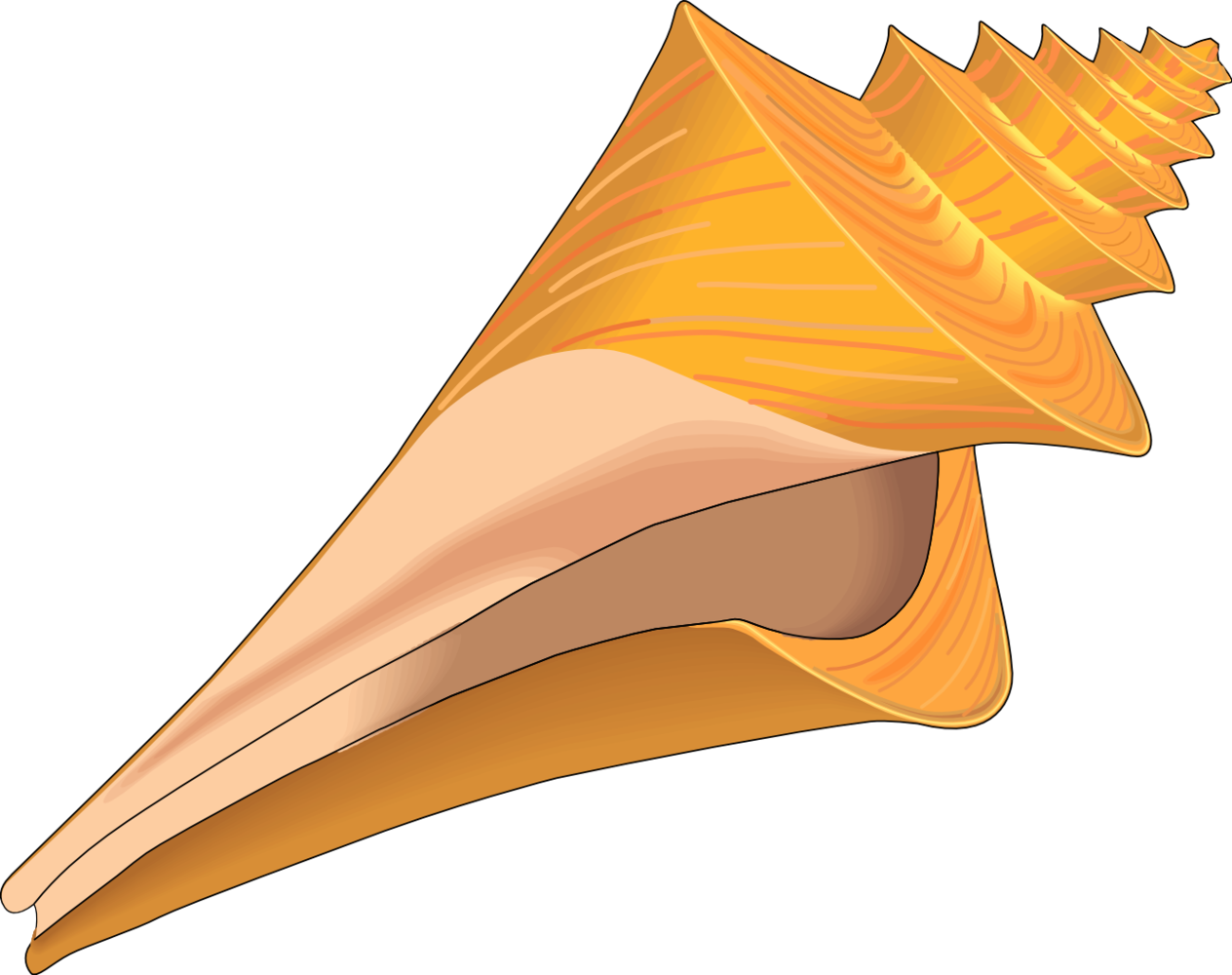 Seashell Template Clipart - Free to use Clip Art Resource