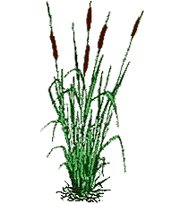 Cattails In Pond Clipart