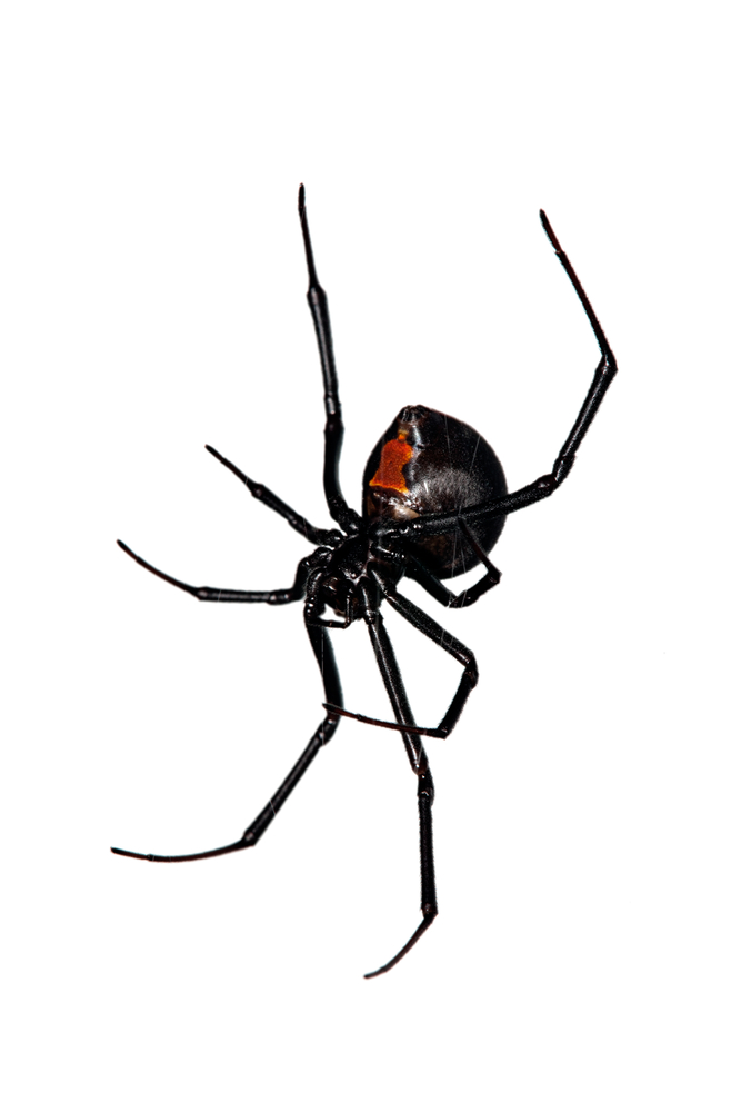 Black Widow Spider Art