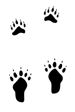 Polar Bear Coloring Picture,Printable Arctic Polar Bear Coloring ...