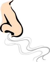 Nose Images Cartoon - ClipArt Best