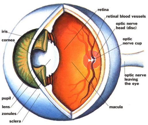 Blank Eye Diagram