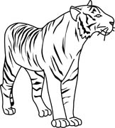 Black And White Tiger Clipart