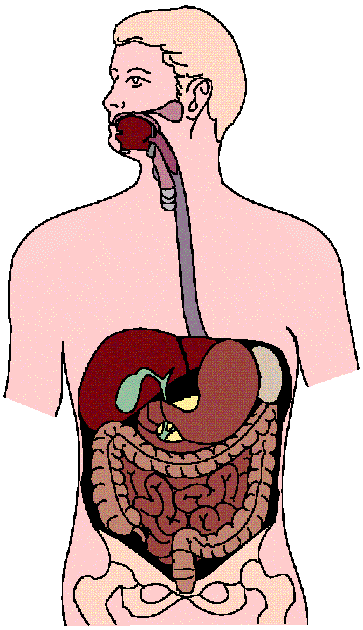 Digestive System Clip Art