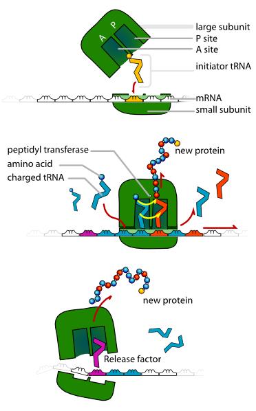 Simple Ribosome Diagram & Ribosomes