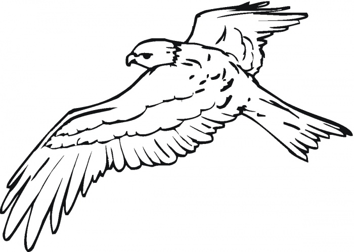 Chickadee Bird Coloring Pages - ClipArt Best