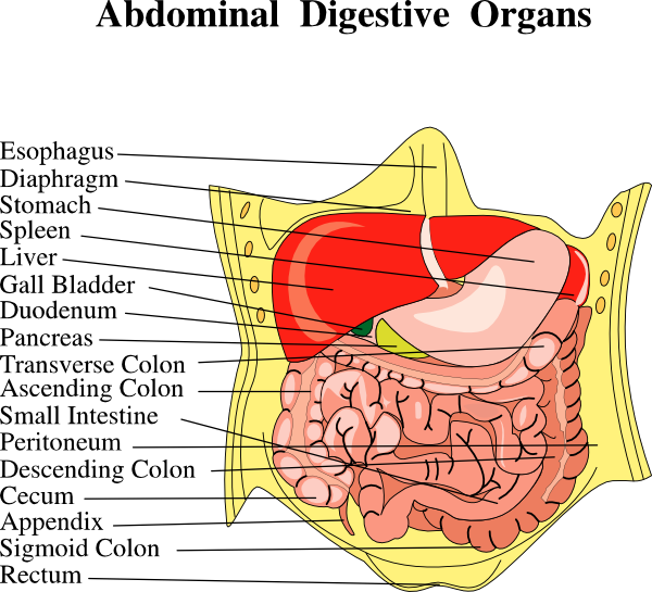 Digestive Organs Medical Diagram clip art Free Vector / 4Vector