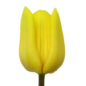 Types of wedding flowers, wedding bouquet flowers - Bridetodo.com