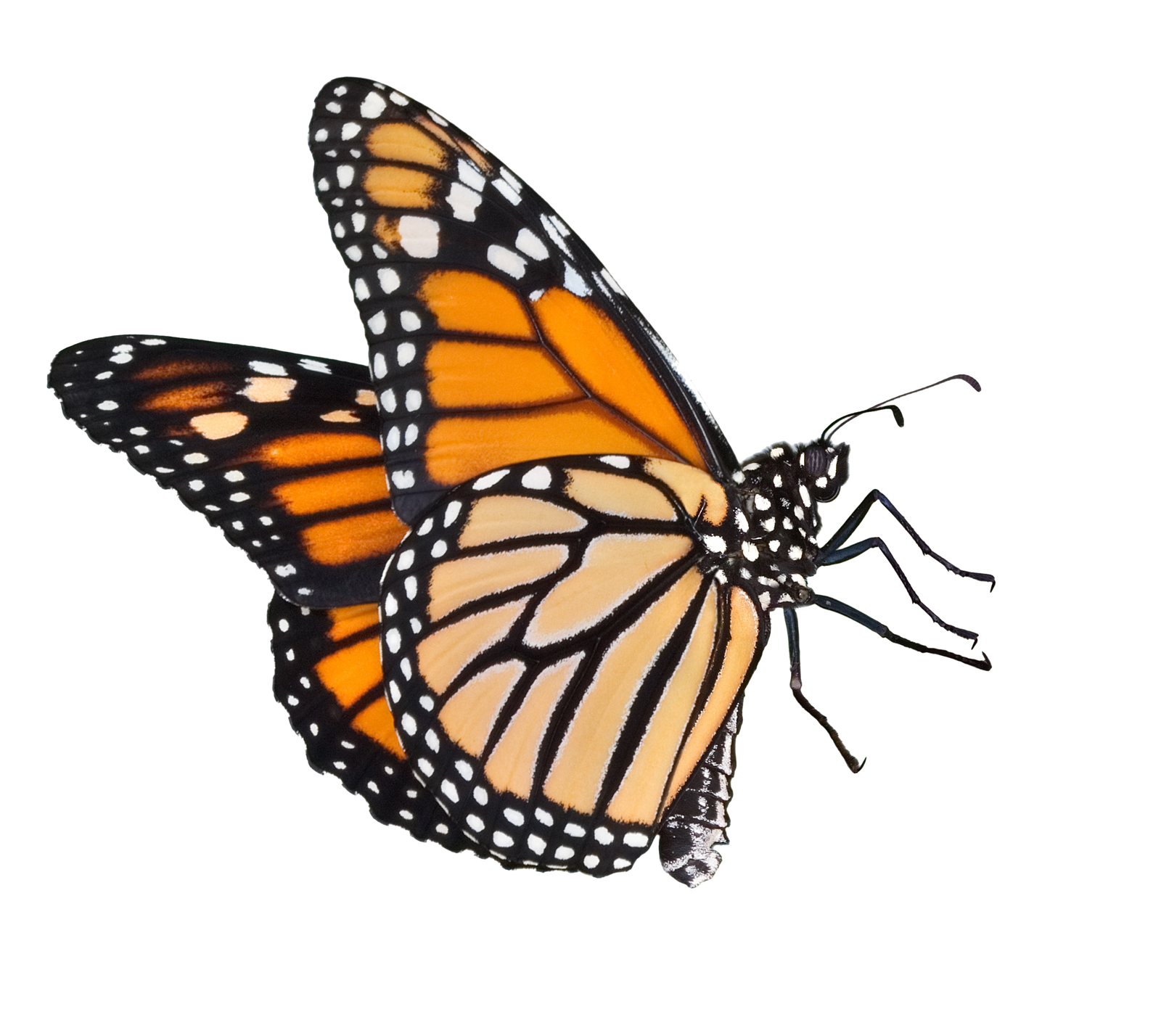 Butterfly Flying Png #26540 - Free Icons and PNG Backgrounds