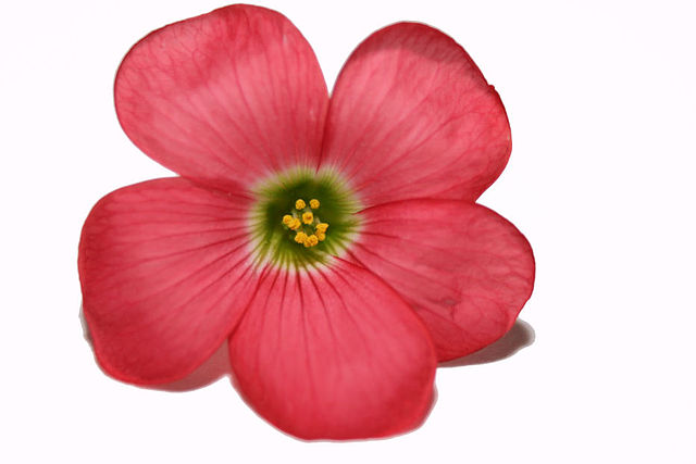 Flower jpegs