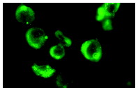 Neutrophil Elastase Antibody (C-17) | Santa Cruz Biotech