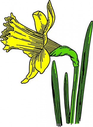 Colored daffodil Vector clip art - Free vector for free download