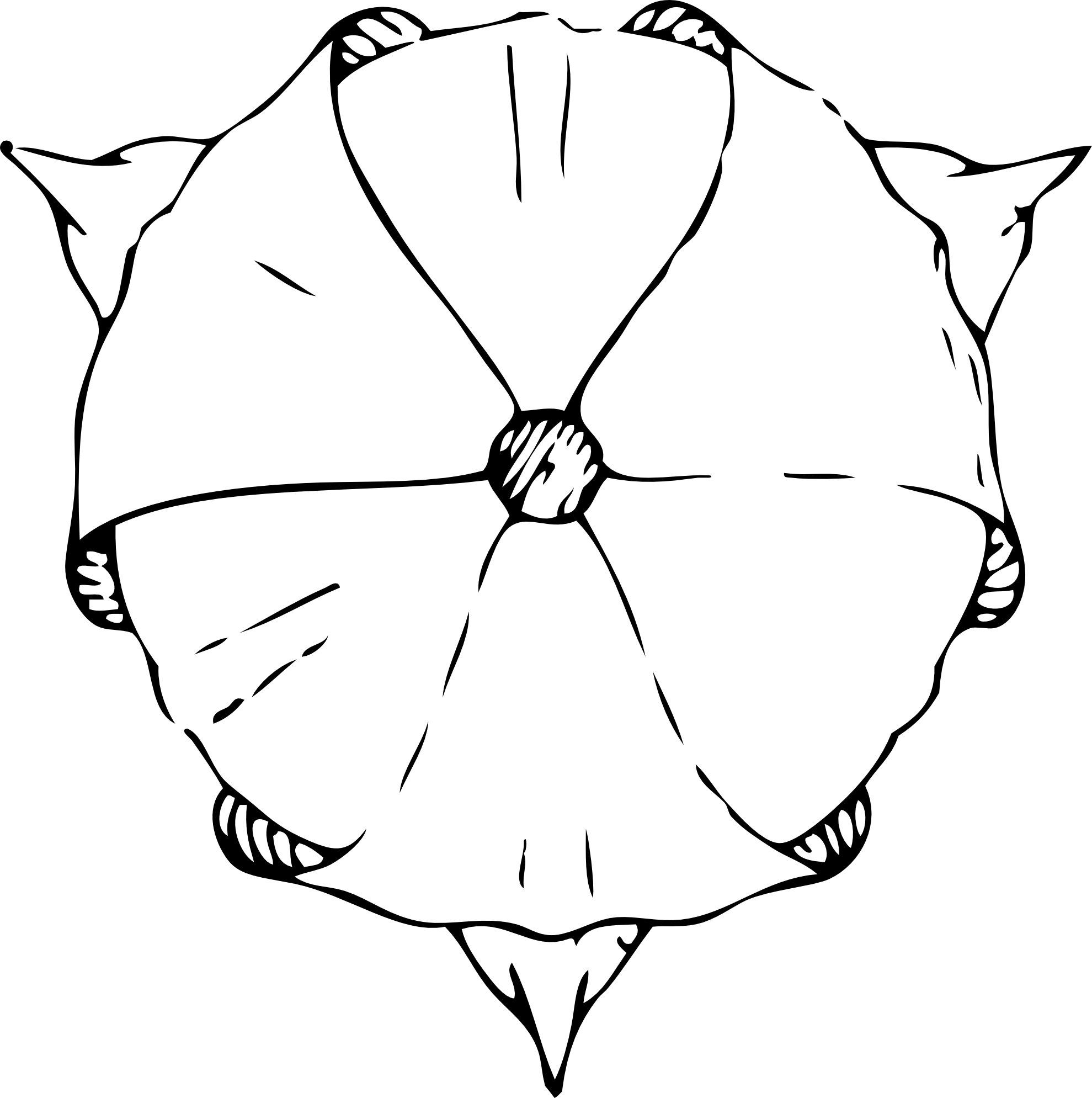tulip top view coloring book colouring SVG