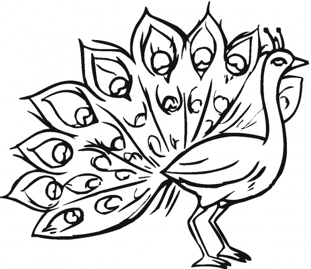 Peacock Drawings - ClipArt Best