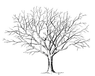 Strangers & Pilgrims on Earth: Trees Unit Study