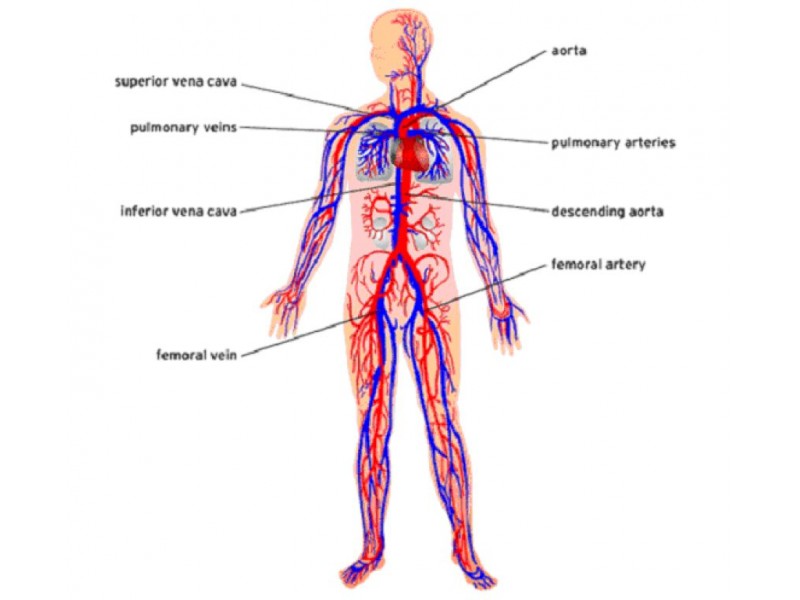 Circulatory System Pictures For Kids - AoF.com