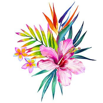 Hibiscus Drawing | Hummingbird ...