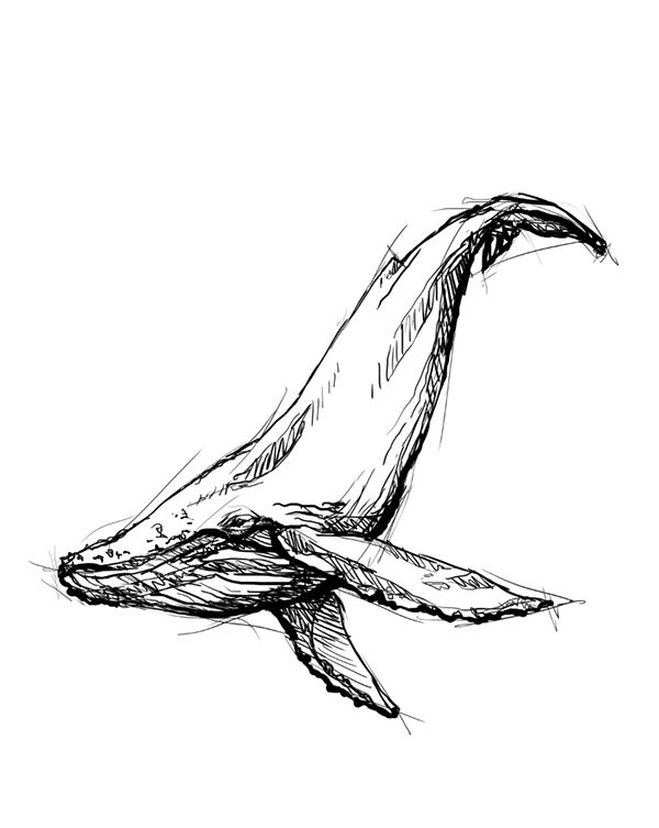 Whale Drawing | Whale Art, Whale ...