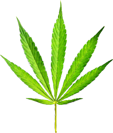 Pot Leaf Png Transparent Marijuana Leaf - Free Clip Art Images ...