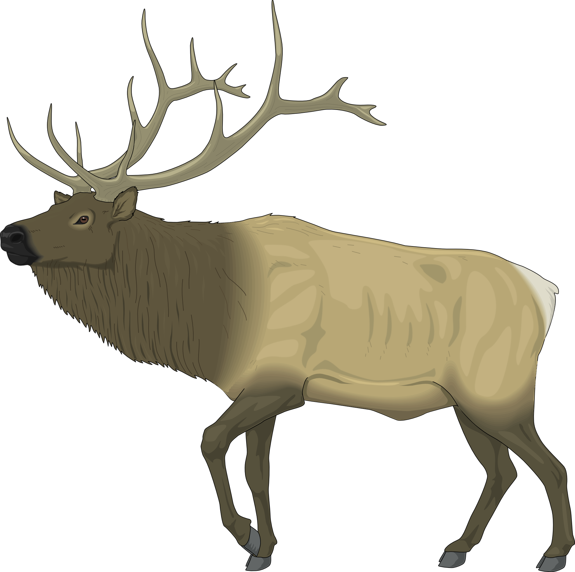 reindeer raindeer animal 4 black white line art ...