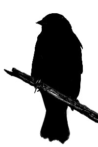 red-winged_blackbird_sil.jpg