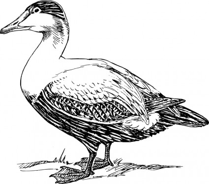elder_duck_116244.jpg