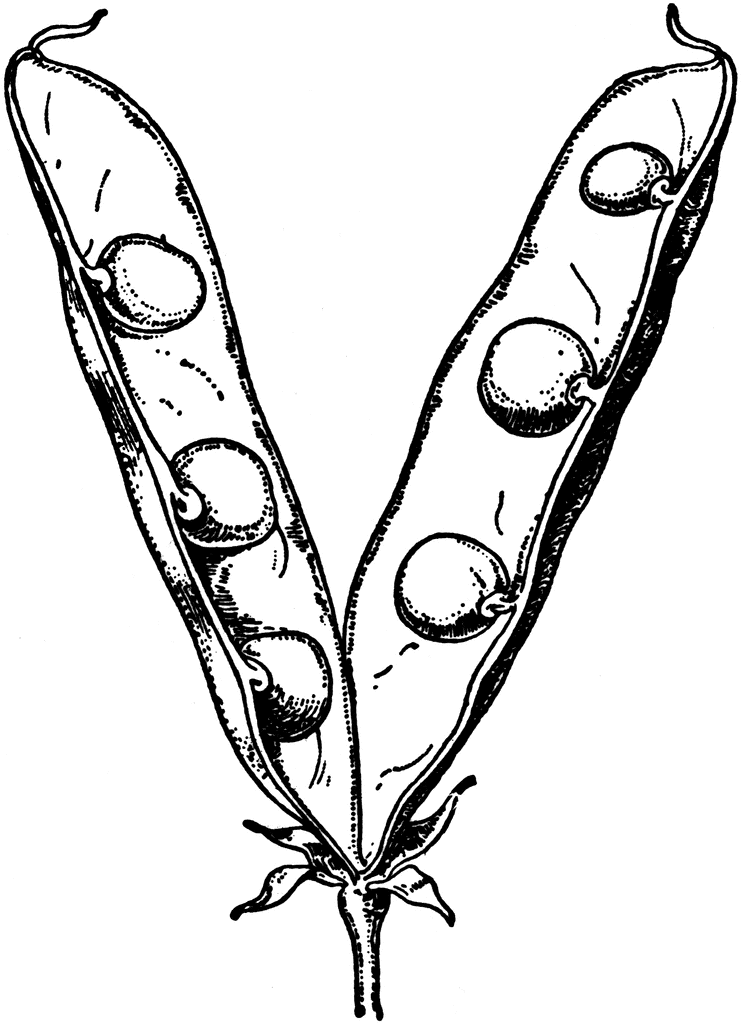 Pea Pod Picture | Free Download Clip Art | Free Clip Art | on ...