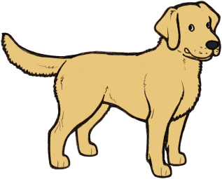 Dog Coat Colour Genetics