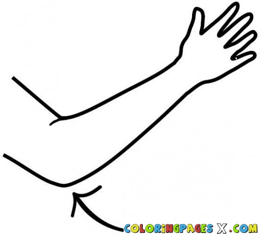 Clip Art Elbow Clipart