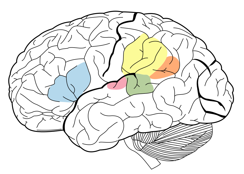 Brain Sketch With Lobes Outline Svg - ClipArt Best