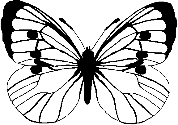 Butterfly Line Drawing - ClipArt Best