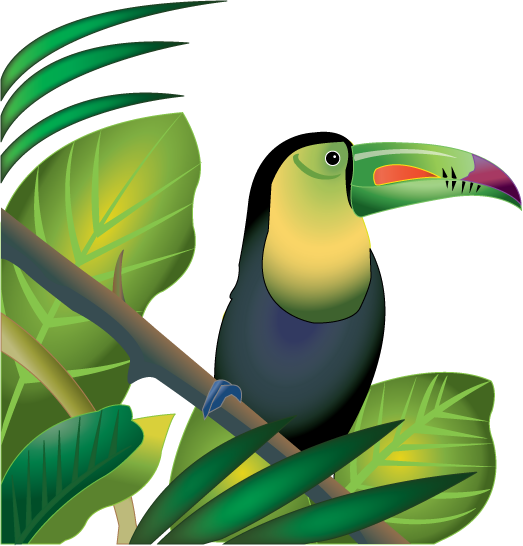 Rainforest Toucan | Clipart Fort