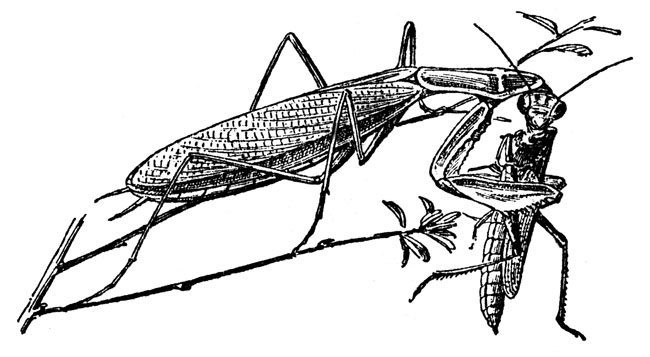 Pictures of Insects