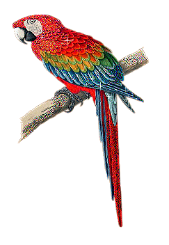 â?· Parrots: Animated Images, Gifs, Pictures & Animations - 100% FREE!