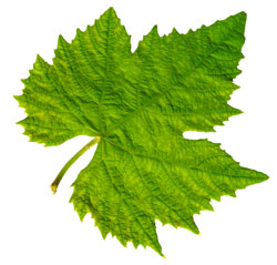 Organics and Composting in Philadelphia