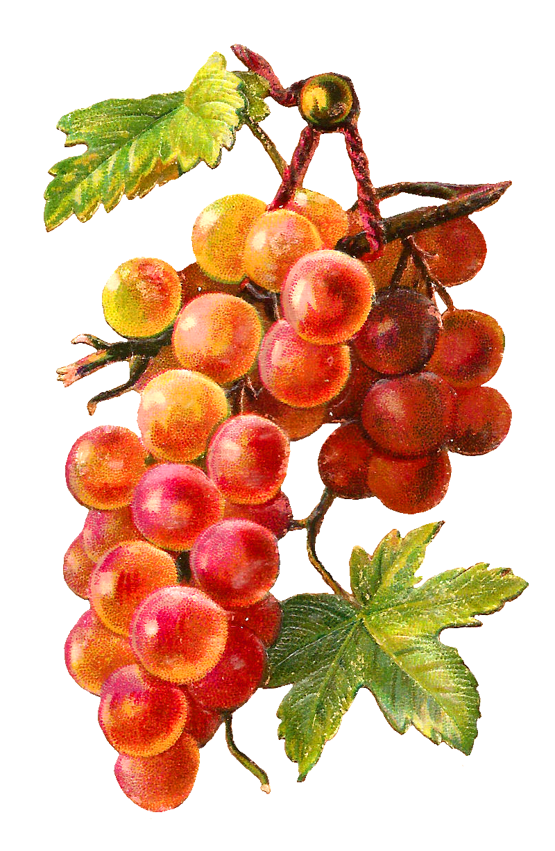 Antique Images: Free Fruit Clip Art: Graphic of Bunch of Yellow ...