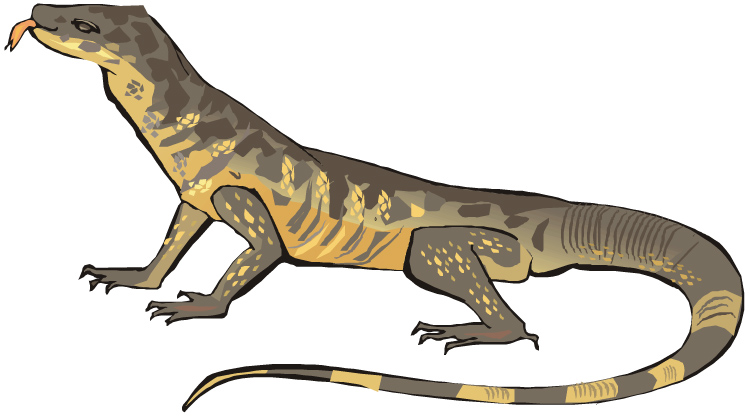 ANIMAL Teachers: Cold-blooded Ones: Monitor Lizard Sub-