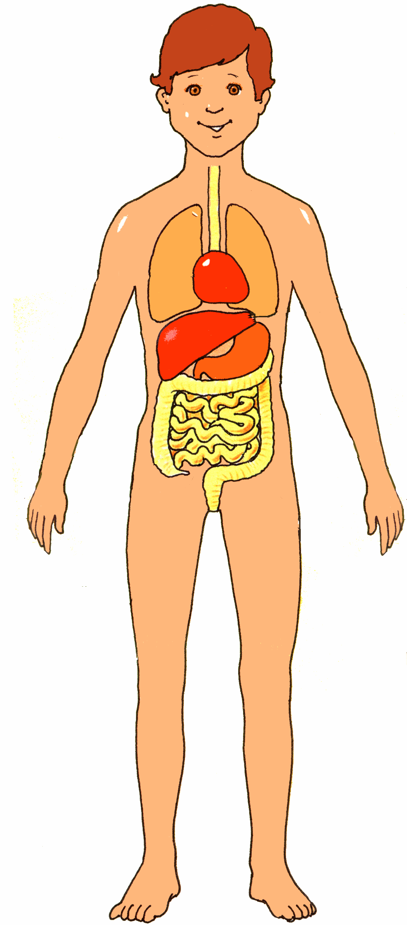 body clipart