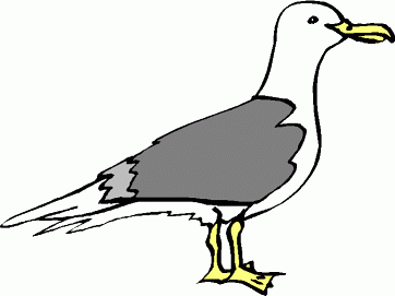 Seagull Clip Art